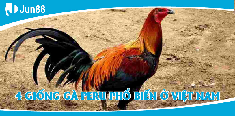 Jun88 chia sẻ đôi nét về giống gà Peru và những loại nổi bật tại Việt Nam